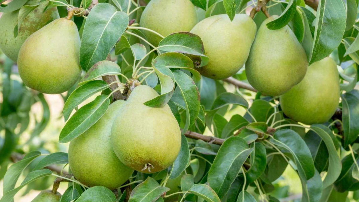5 Fast Pollinizers For Pear Trees