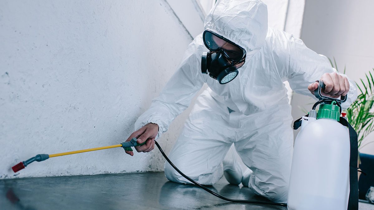 Eco-Friendly Pest Control Alternatives Worth Trying